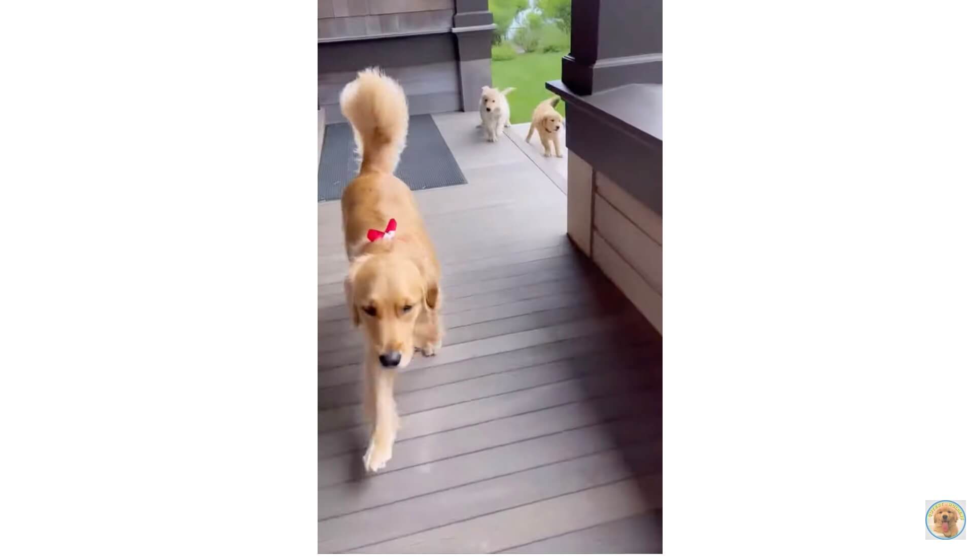 ゴールデンレトリーバー,動画