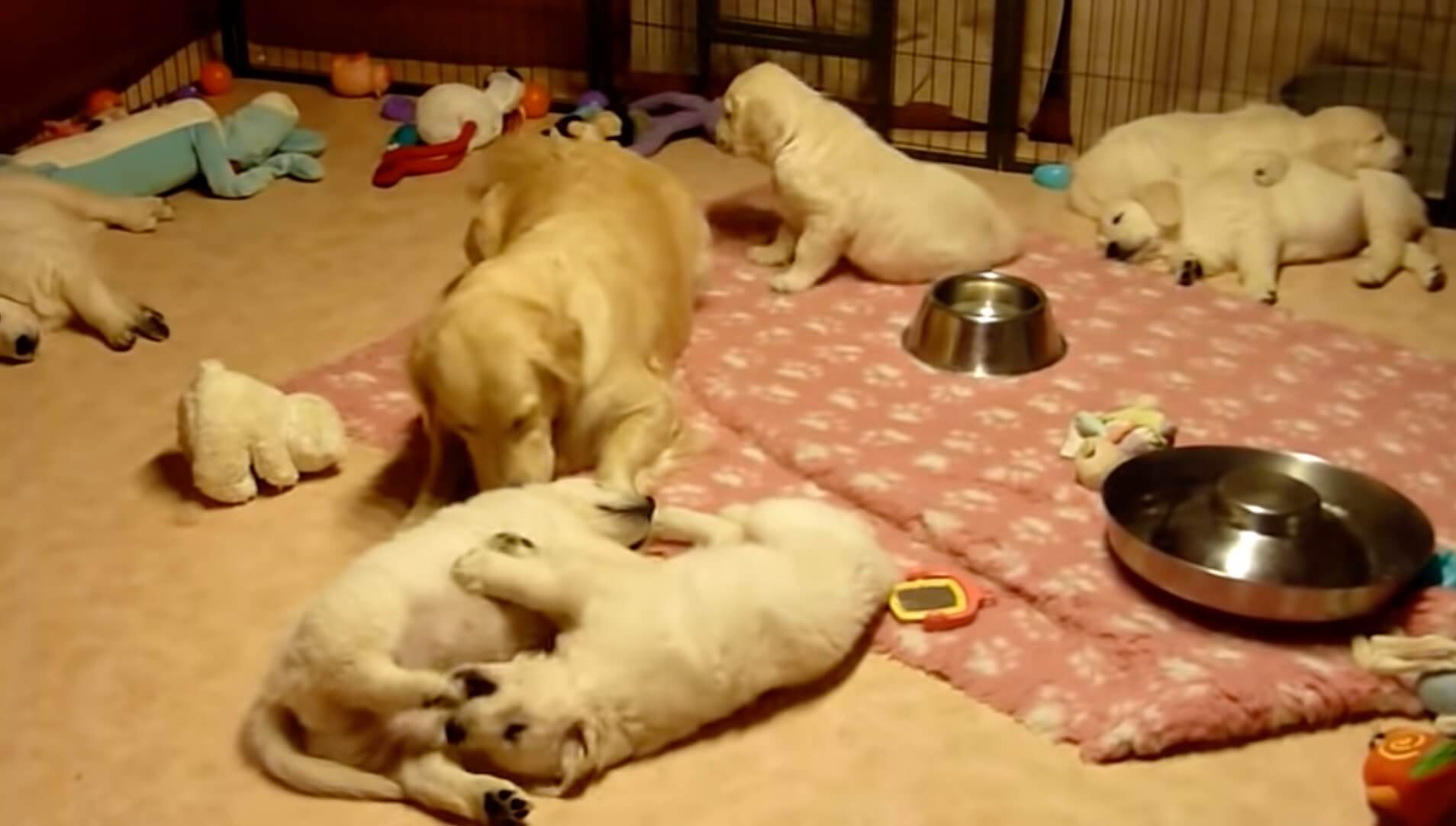 ゴールデンレトリーバー,動画