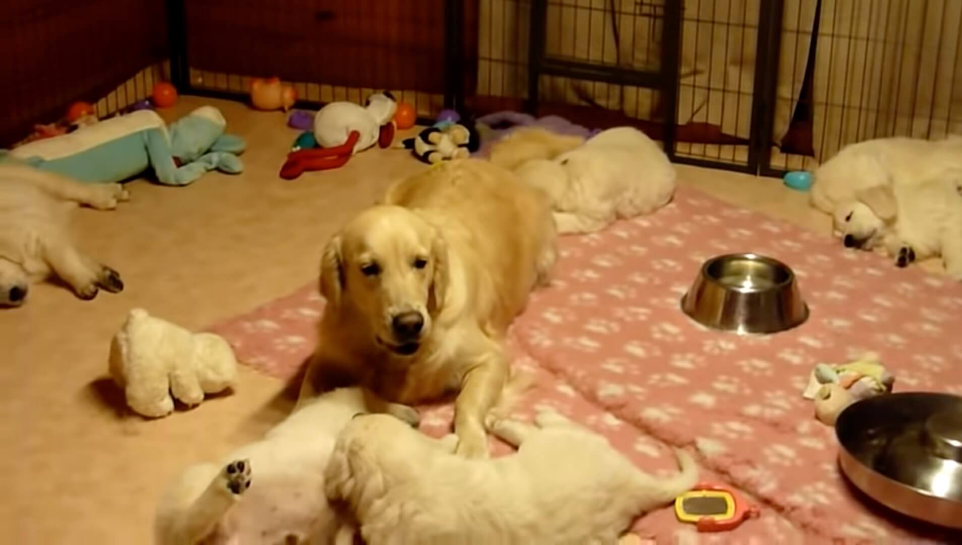 ゴールデンレトリーバー,動画