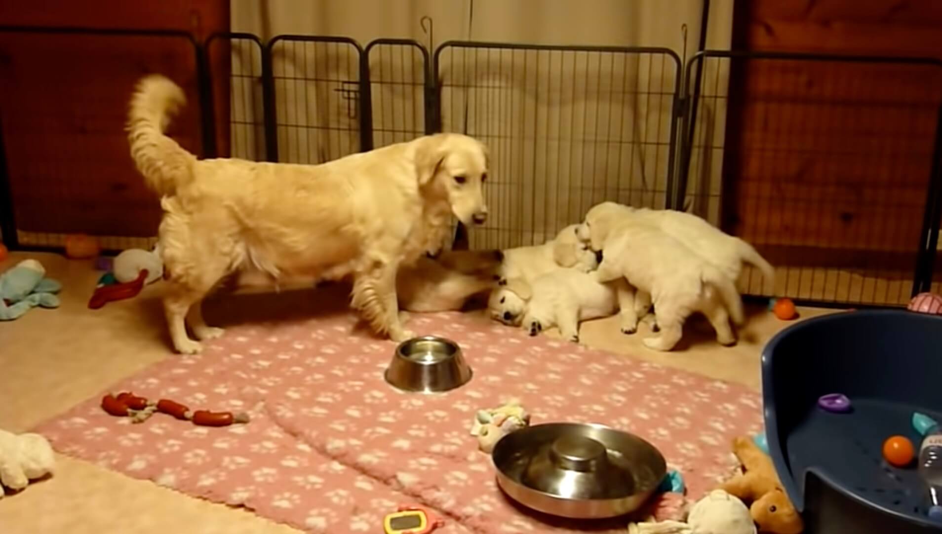 ゴールデンレトリーバー,動画