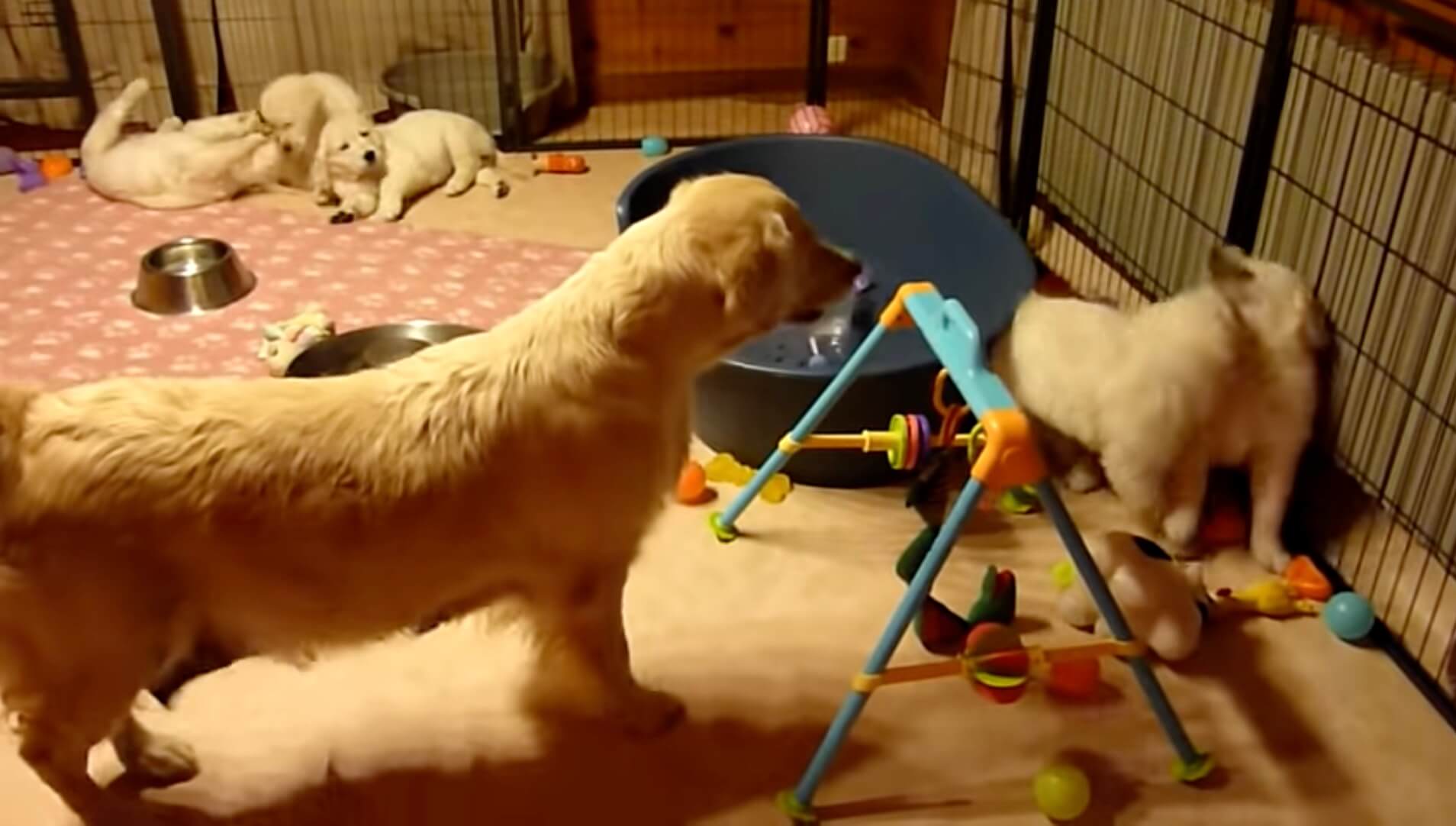 ゴールデンレトリーバー,動画