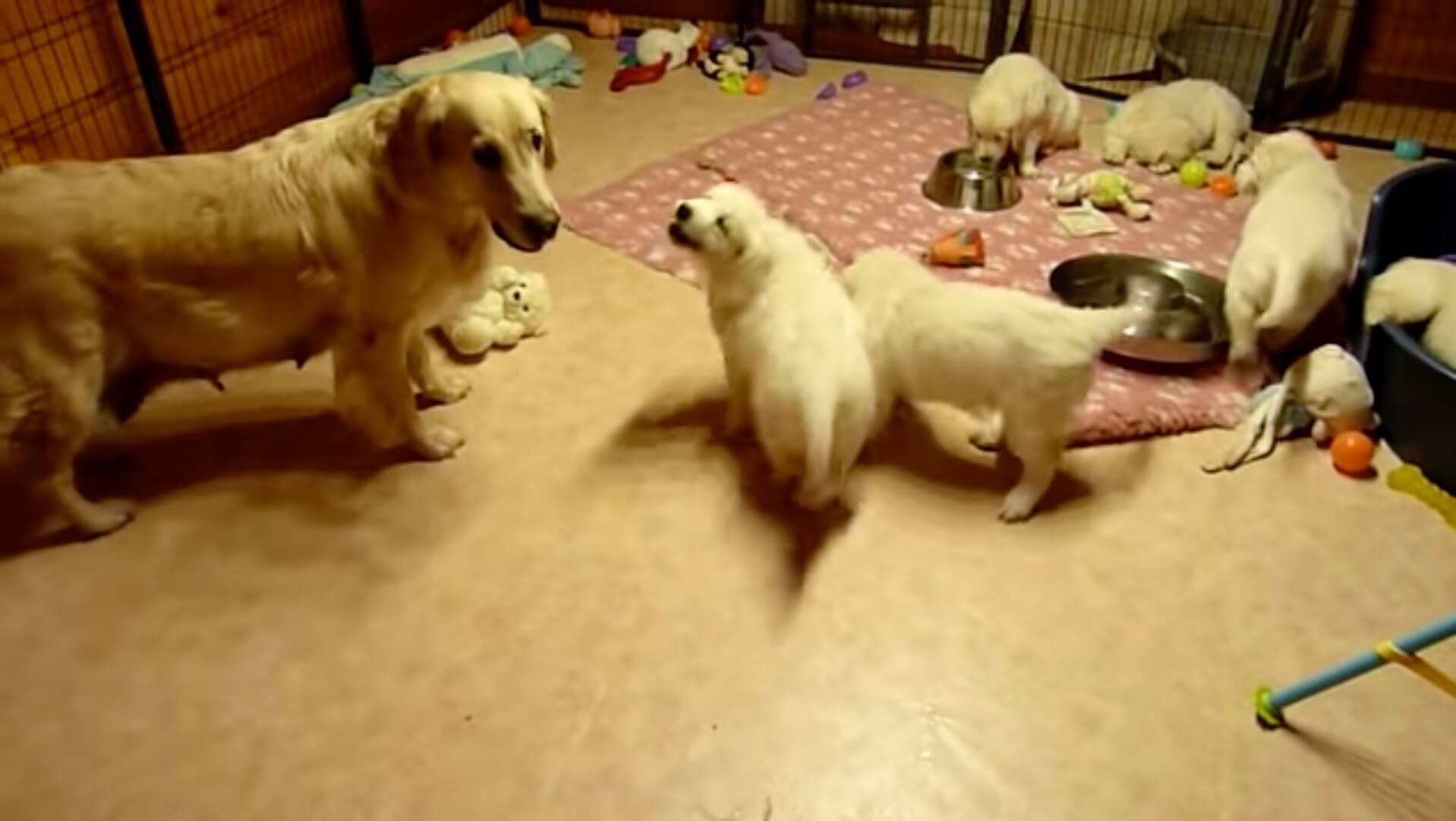 ゴールデンレトリーバー,動画