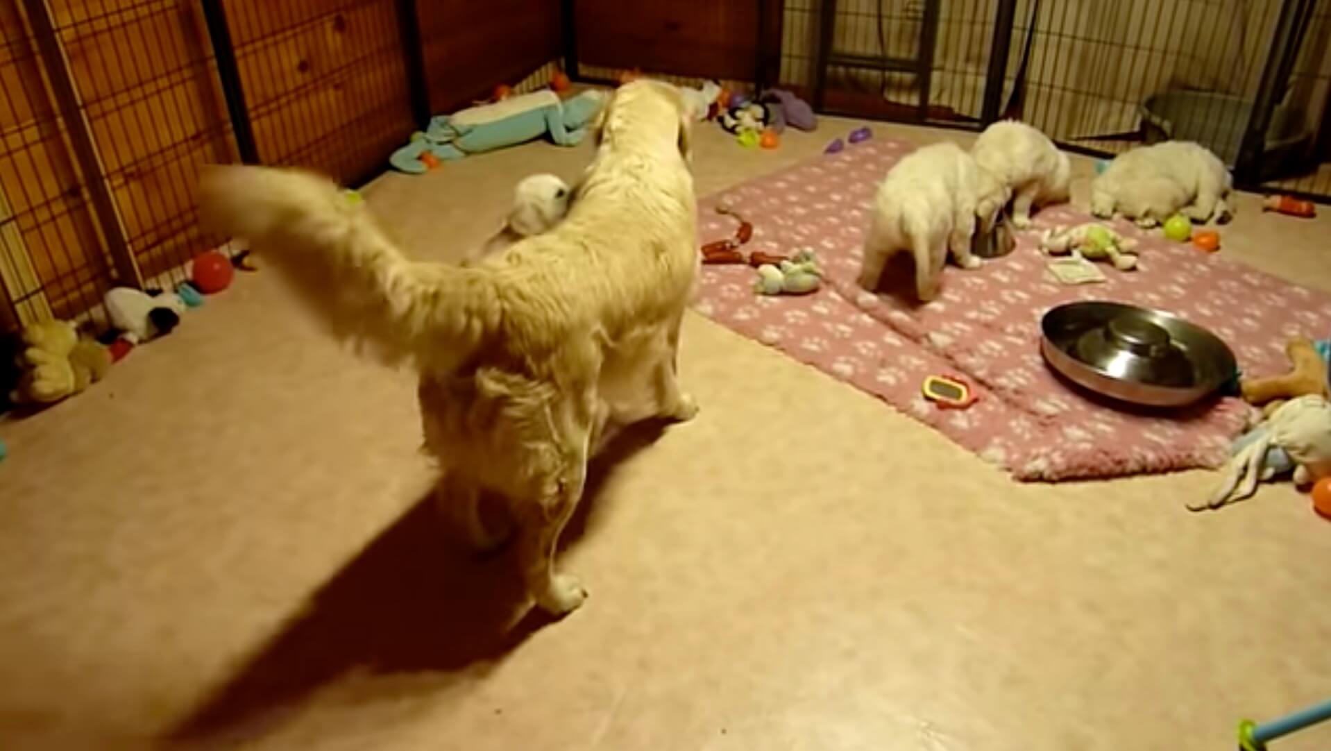 ゴールデンレトリーバー,動画