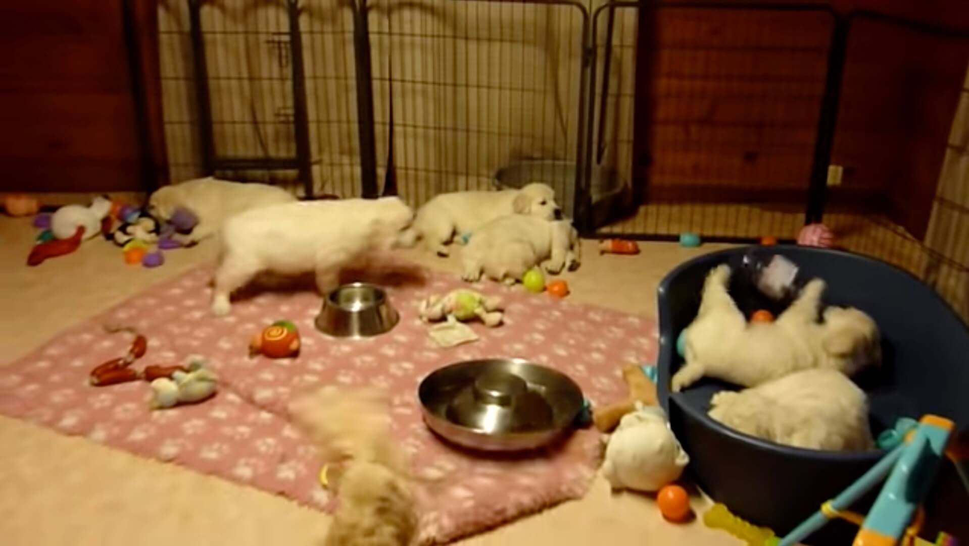 ゴールデンレトリーバー,動画