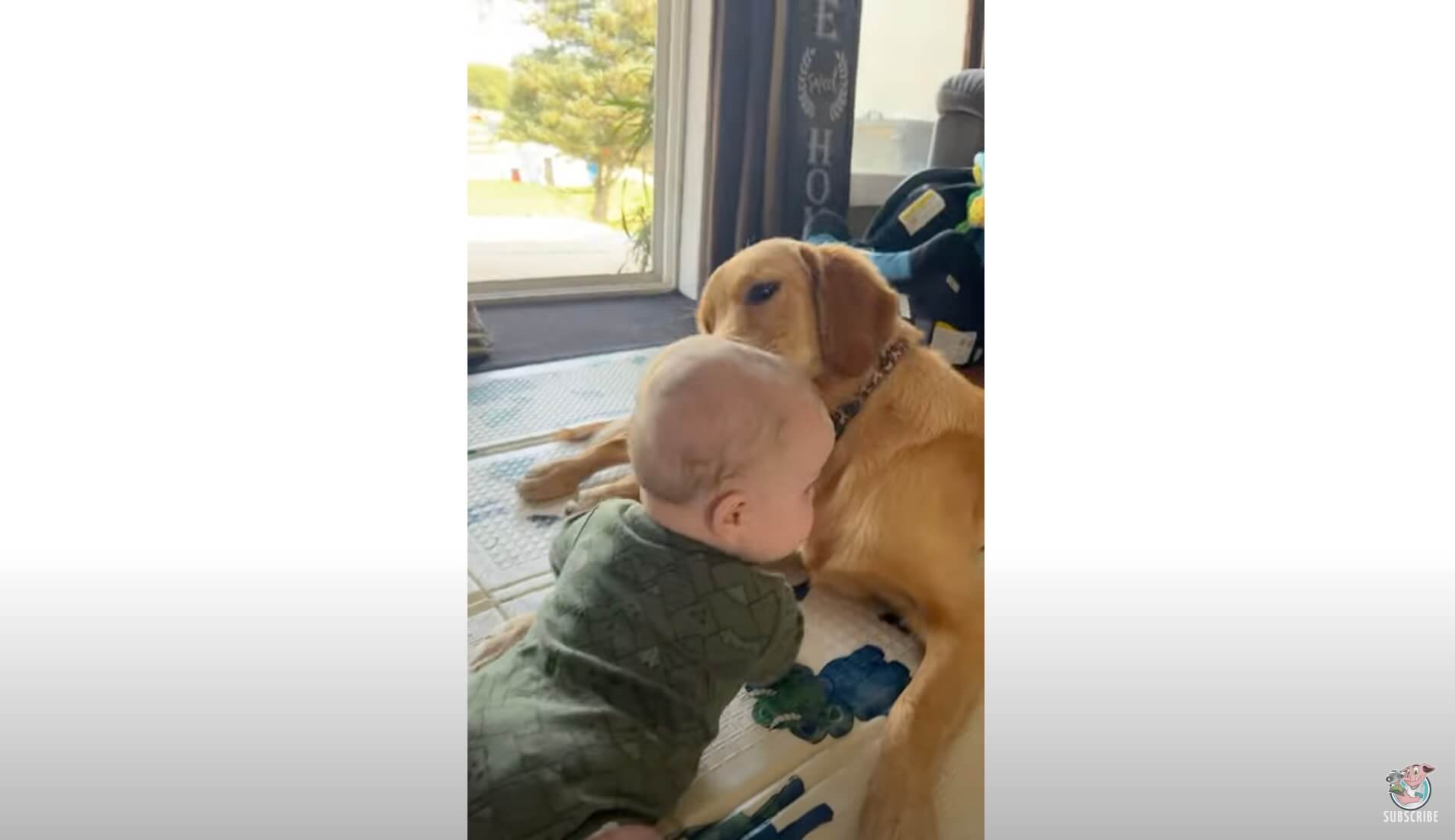 ゴールデンレトリーバー,動画