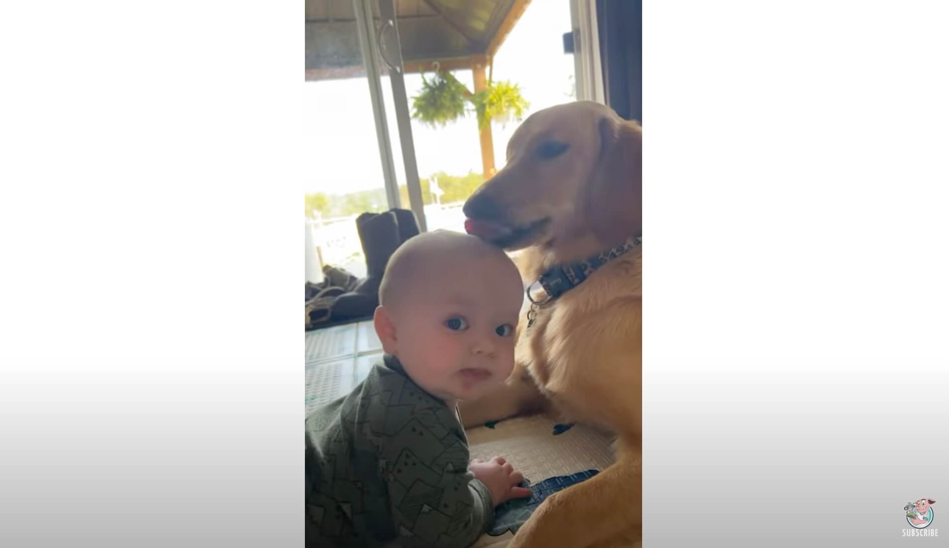 ゴールデンレトリーバー,動画