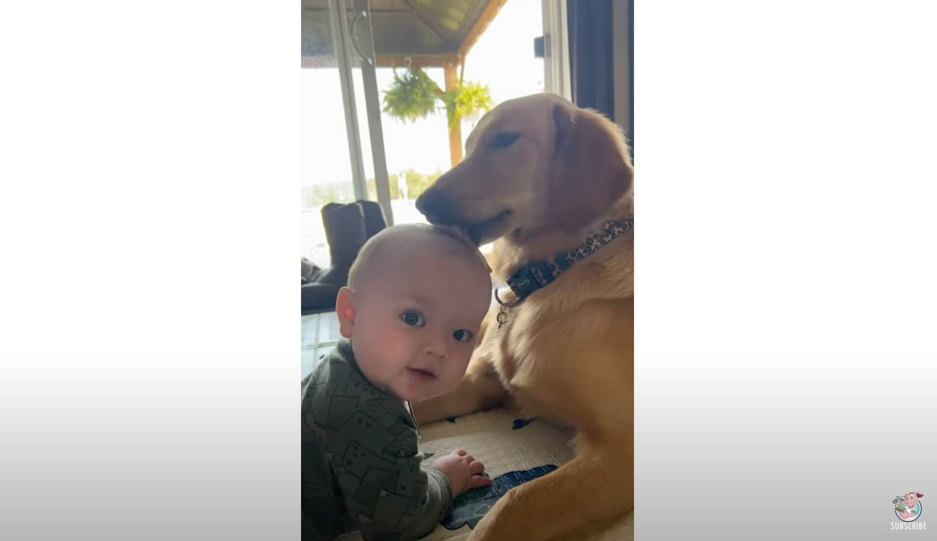 ゴールデンレトリーバー,動画