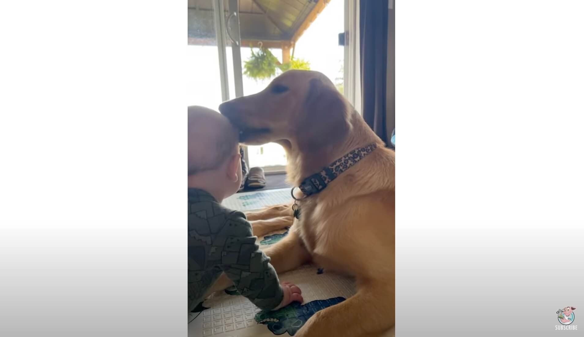 ゴールデンレトリーバー,動画