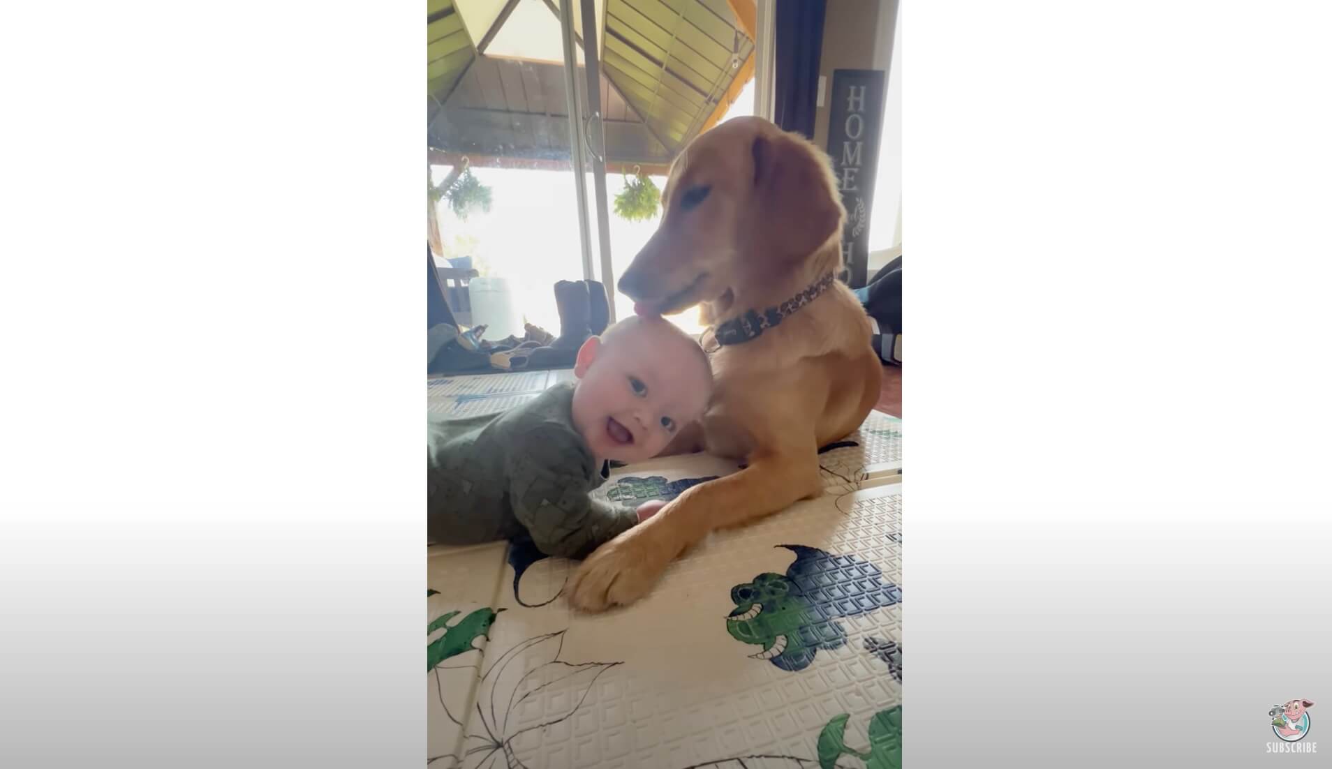 ゴールデンレトリーバー,動画