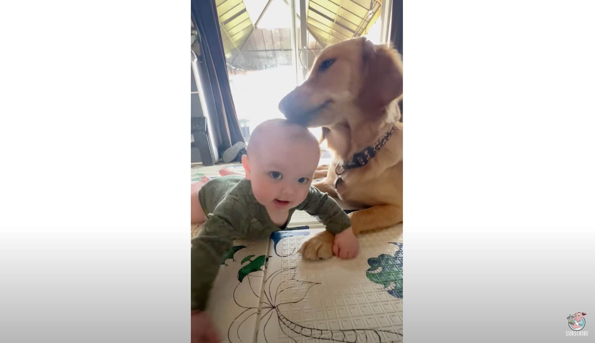 ゴールデンレトリーバー,動画