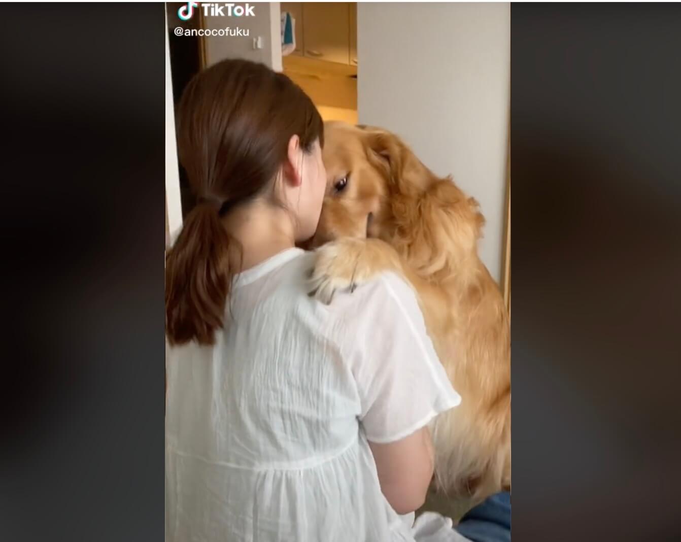 ゴールデンレトリーバー,動画