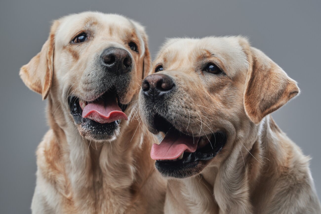 レトリーバー,レトリバー,ネルソンズドッグフード