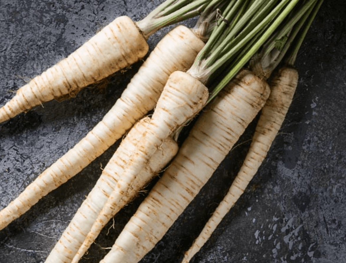 レトリーバー,レトリバー,ネルソンズドッグフード