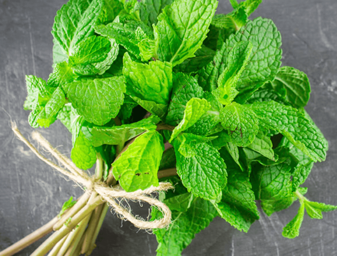 レトリーバー,レトリバー,ネルソンズドッグフード