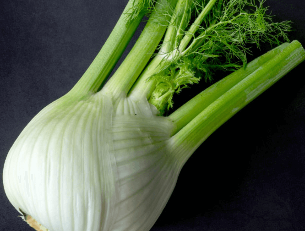 レトリーバー,レトリバー,ネルソンズドッグフード