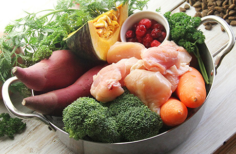 レトリーバー,レトリバー,ネルソンズドッグフード