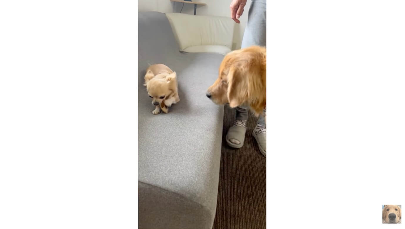 ゴールデンレトリーバー,動画