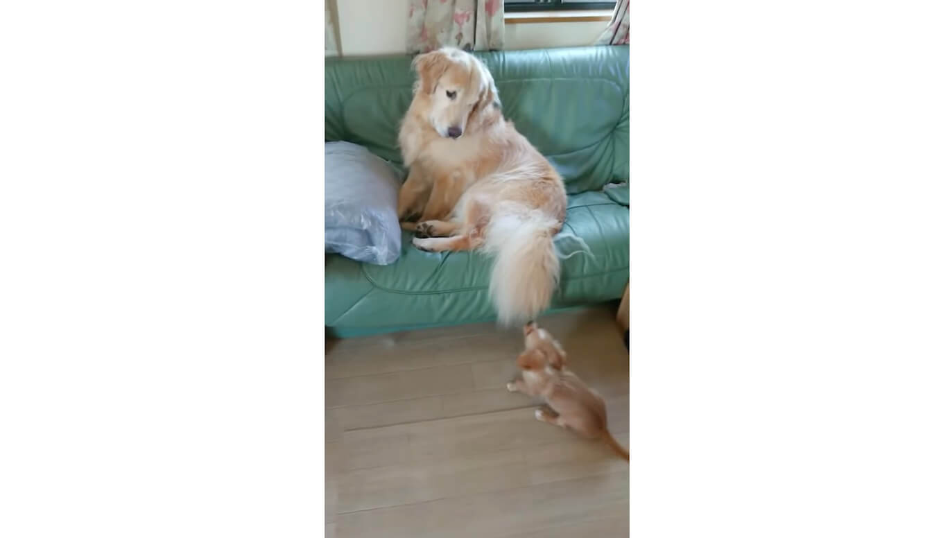 ゴールデンレトリーバー,動画