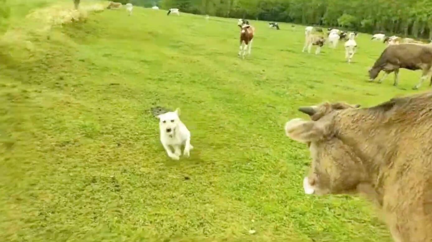 ラブラドールレトリーバー,動画