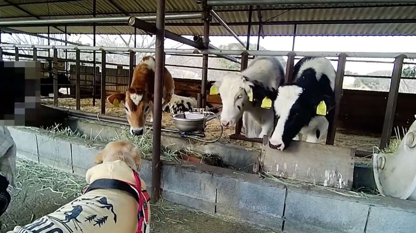 ラブラドールレトリーバー,動画