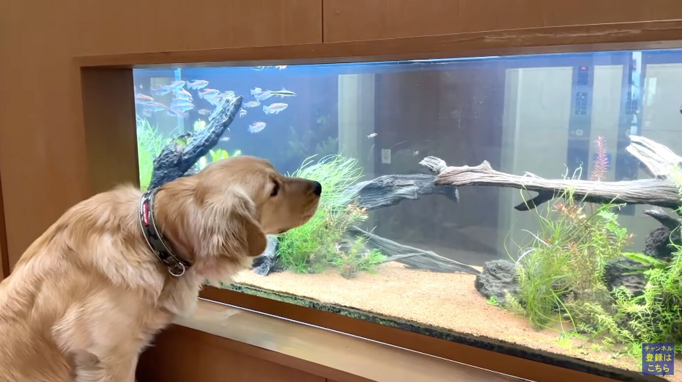 ゴールデンレトリーバー,動画