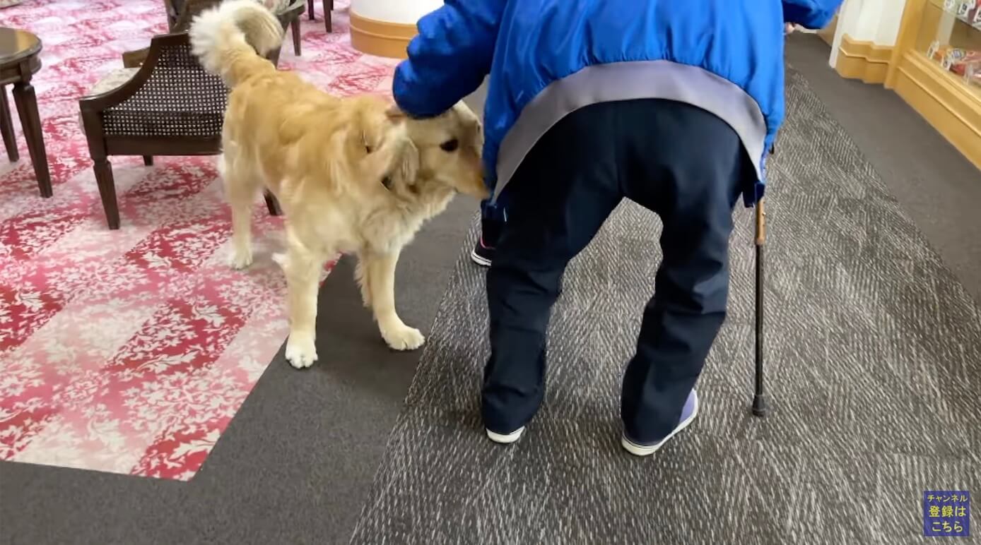 ゴールデンレトリーバー,動画