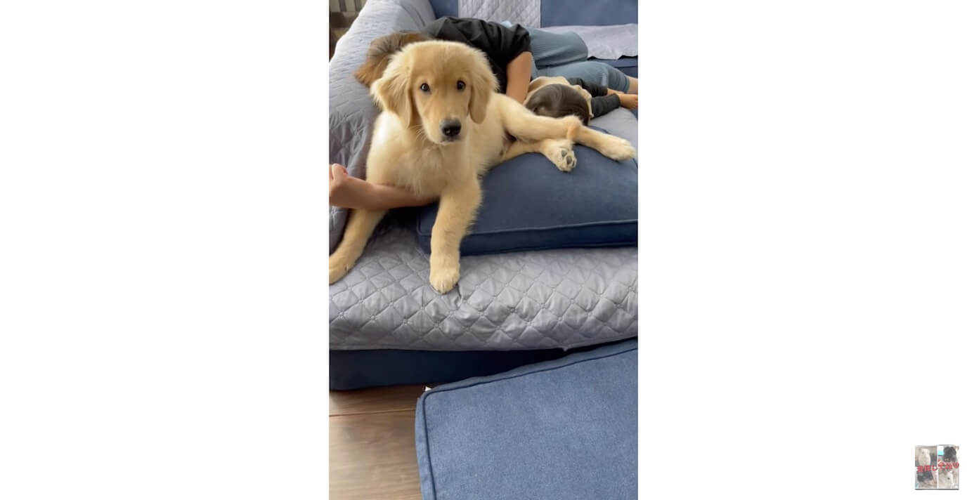 ゴールデンレトリーバー,動画