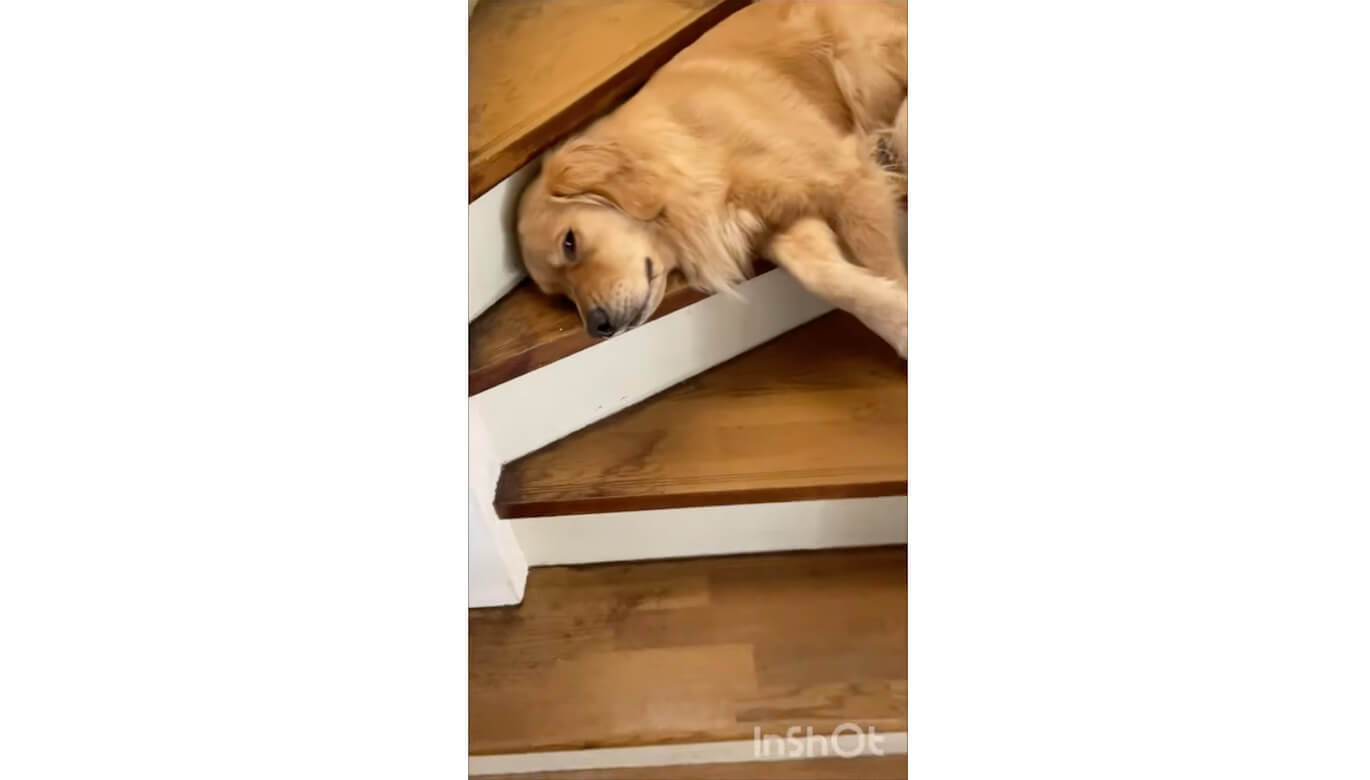 ゴールデンレトリーバー,動画