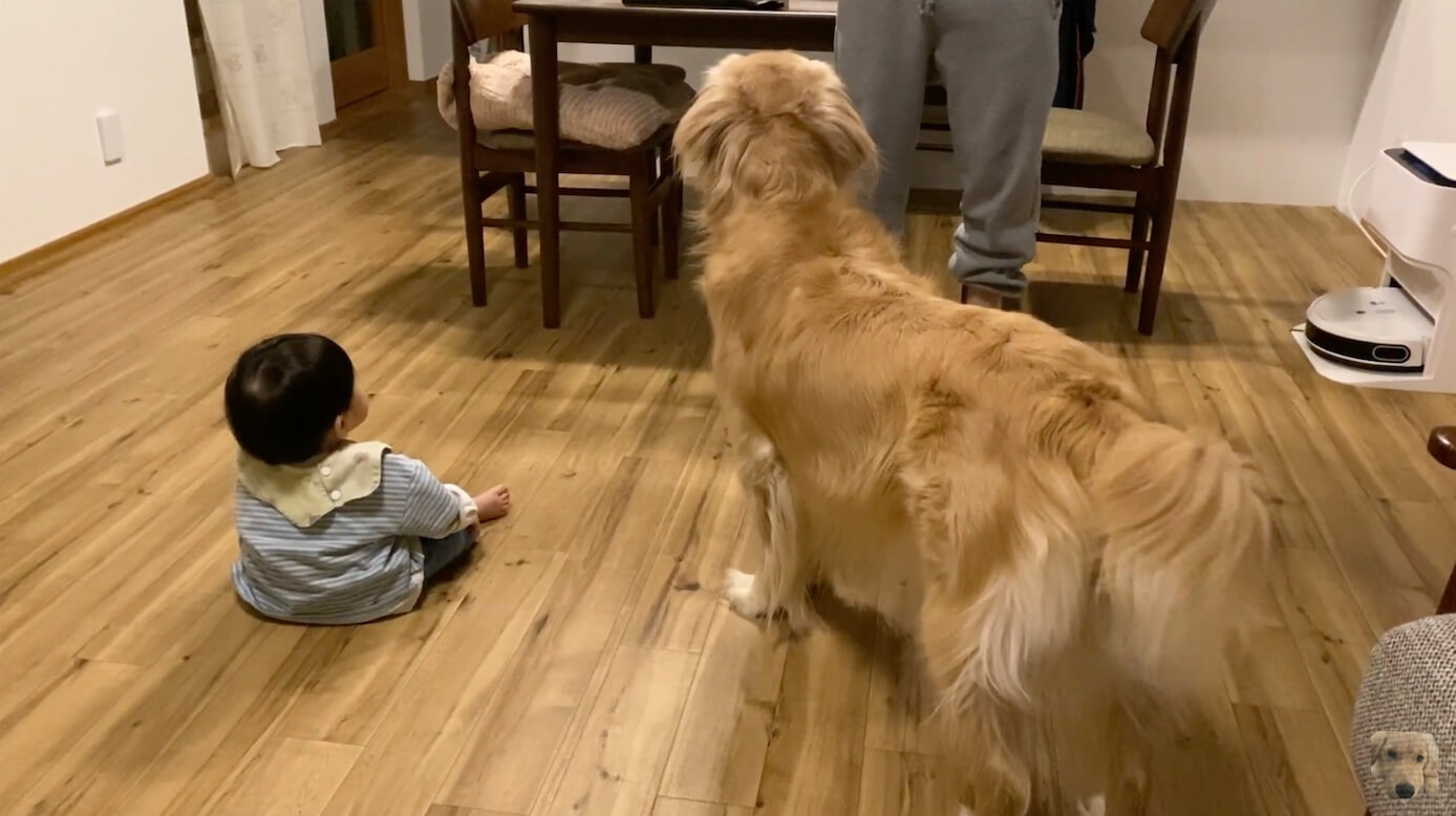 ゴールデンレトリーバー,動画