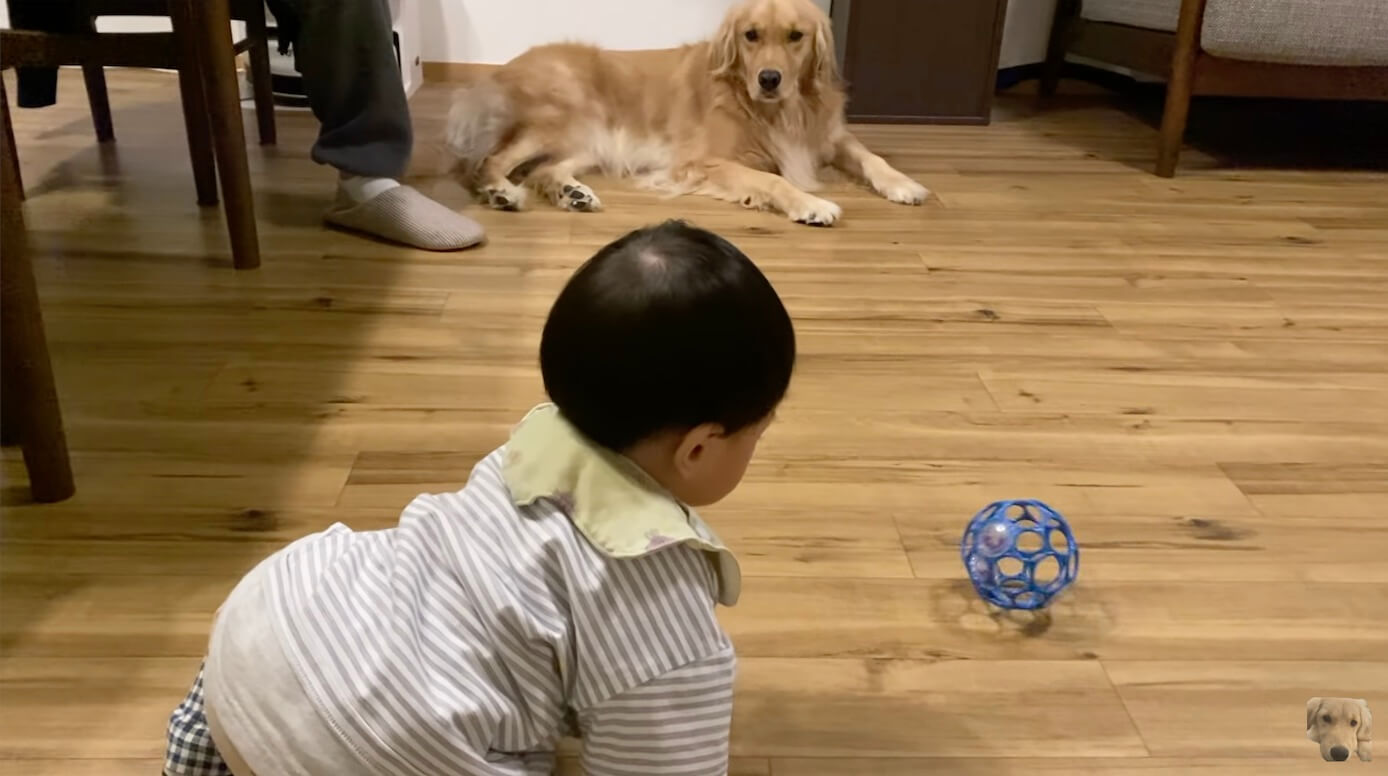 ゴールデンレトリーバー,動画