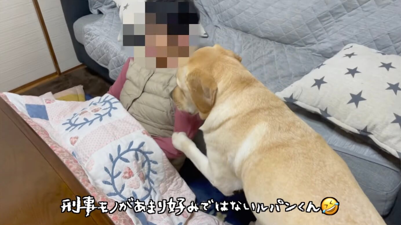 ゴールデンレトリーバー,動画