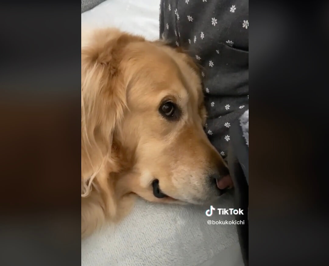 ゴールデンレトリーバー,動画