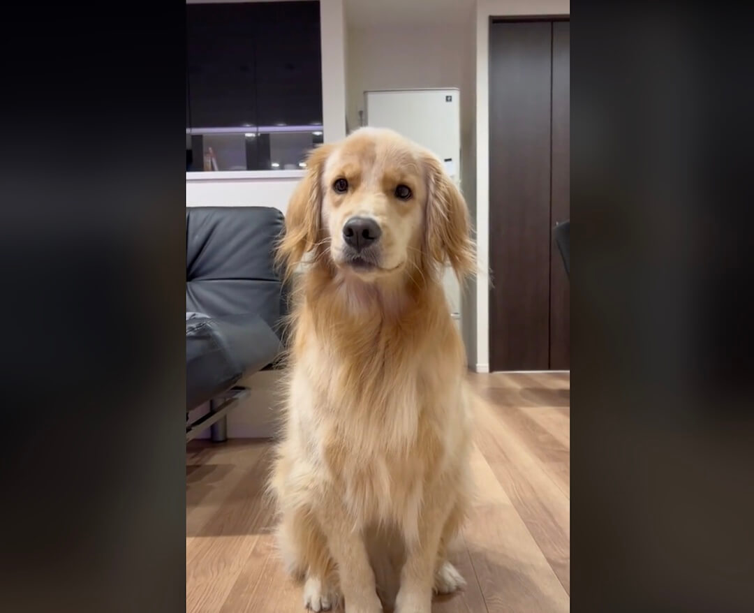 ゴールデンレトリーバー,動画