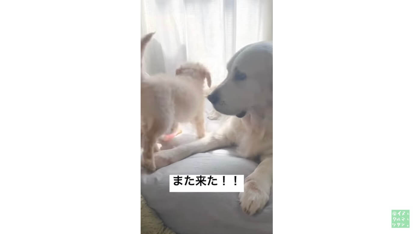 ゴールデンレトリーバー,動画