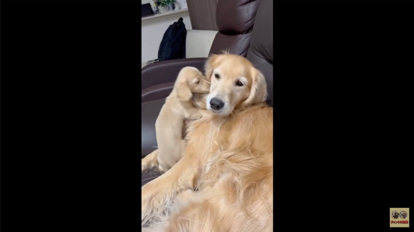 ゴールデンレトリーバー,動画