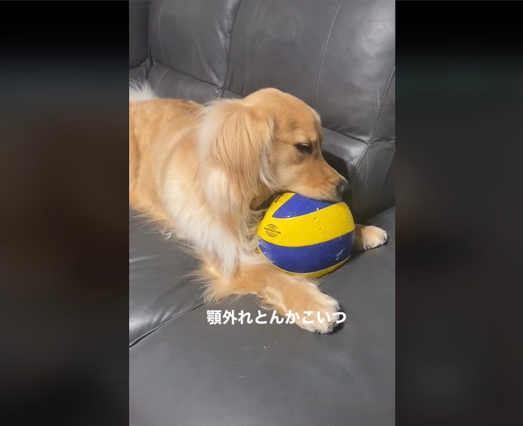 ゴールデンレトリーバー,動画