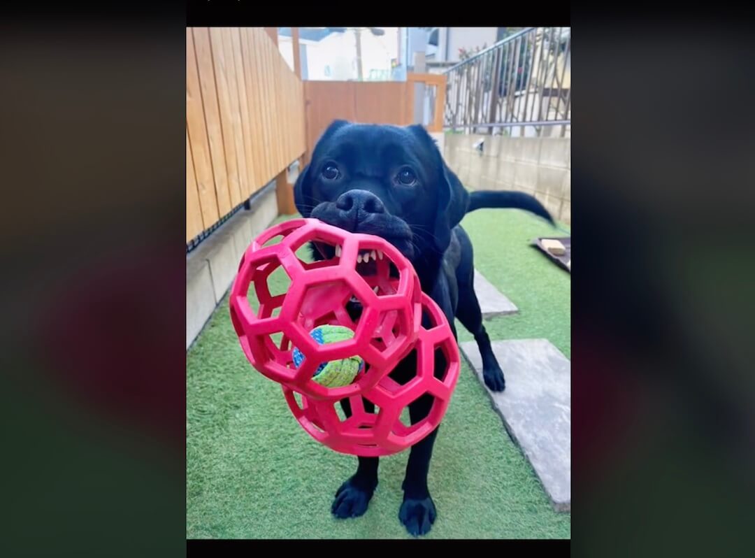 ラブラドールレトリーバー,動画