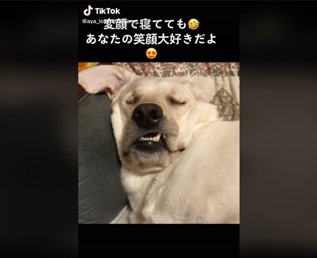 ラブラドールレトリーバー,動画