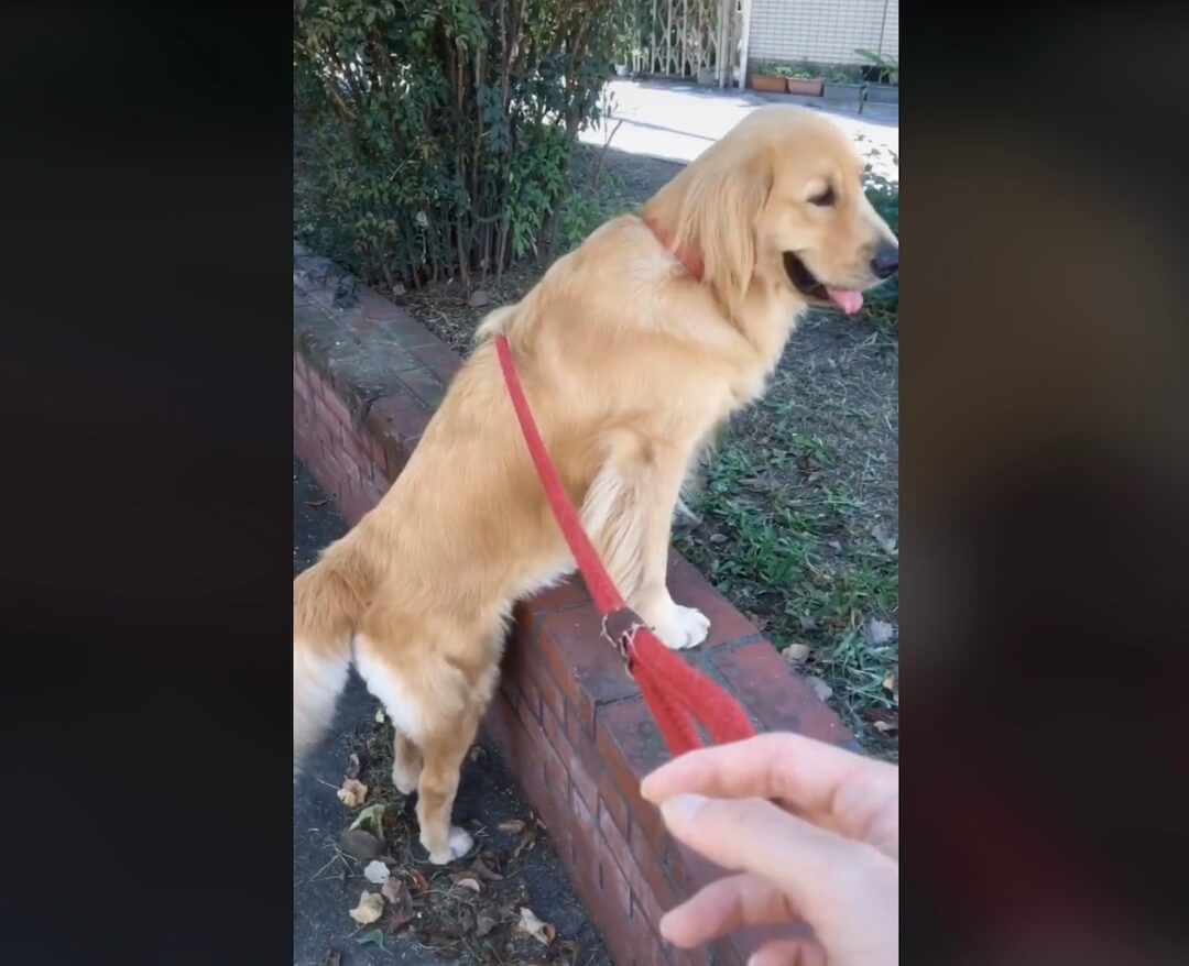 ゴールデンレトリーバー,動画