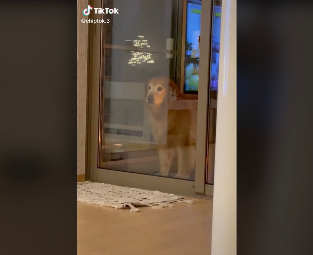 ゴールデンレトリーバー,動画