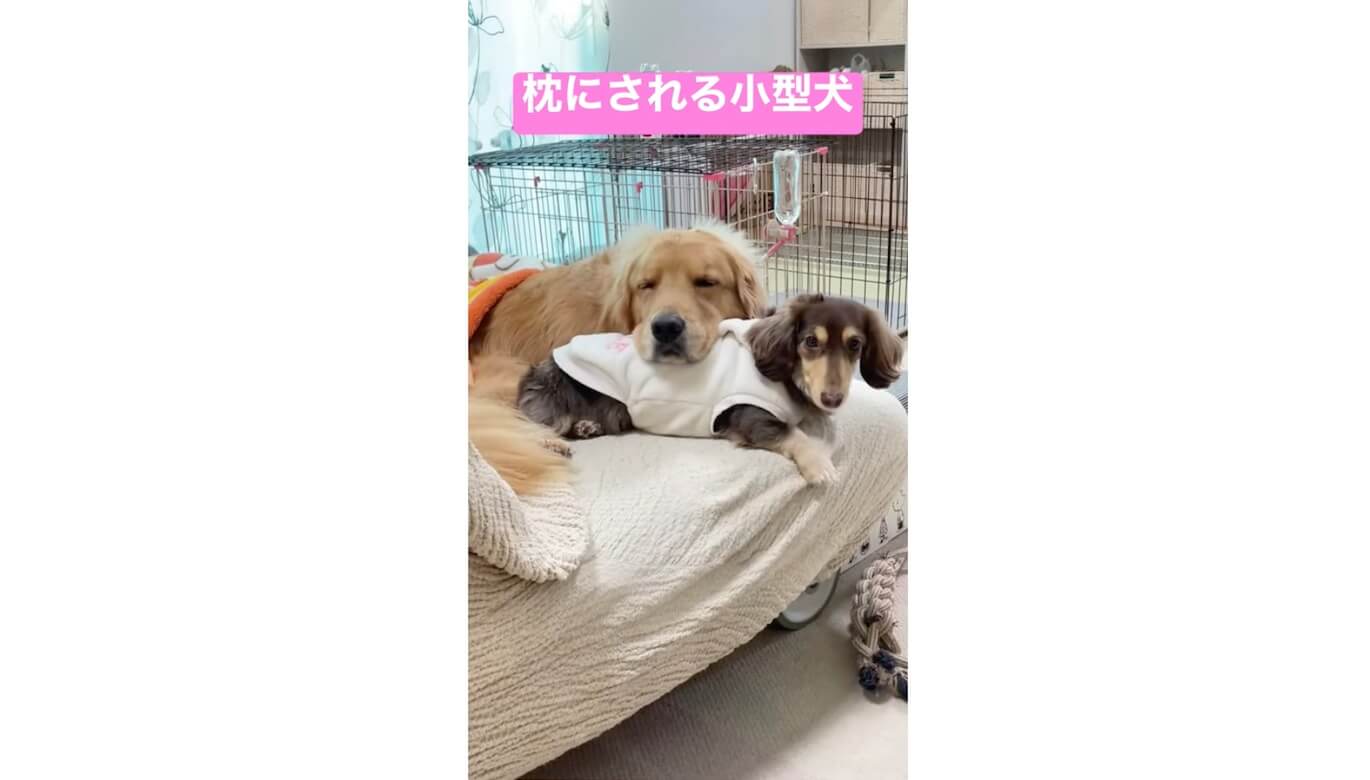 ゴールデンレトリーバー,動画