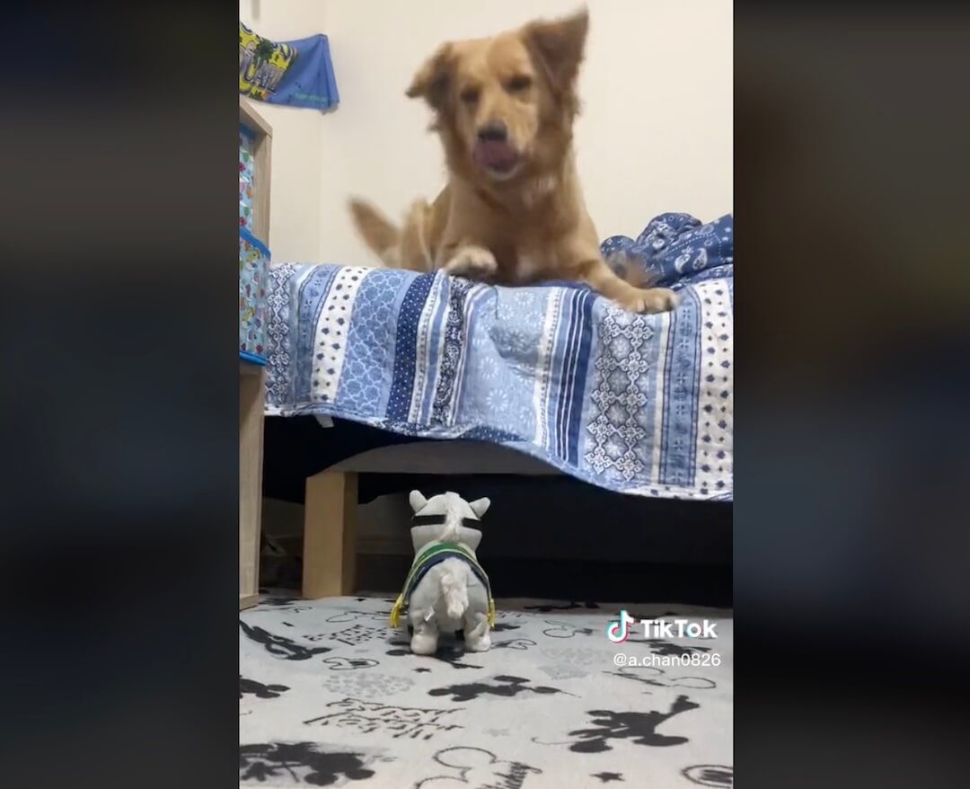 ゴールデンレトリーバー,動画