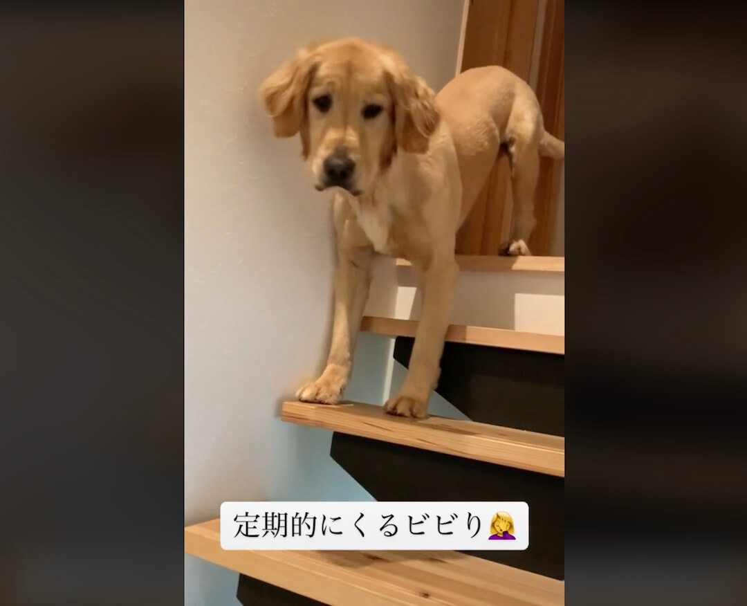 ゴールデンレトリーバー,動画