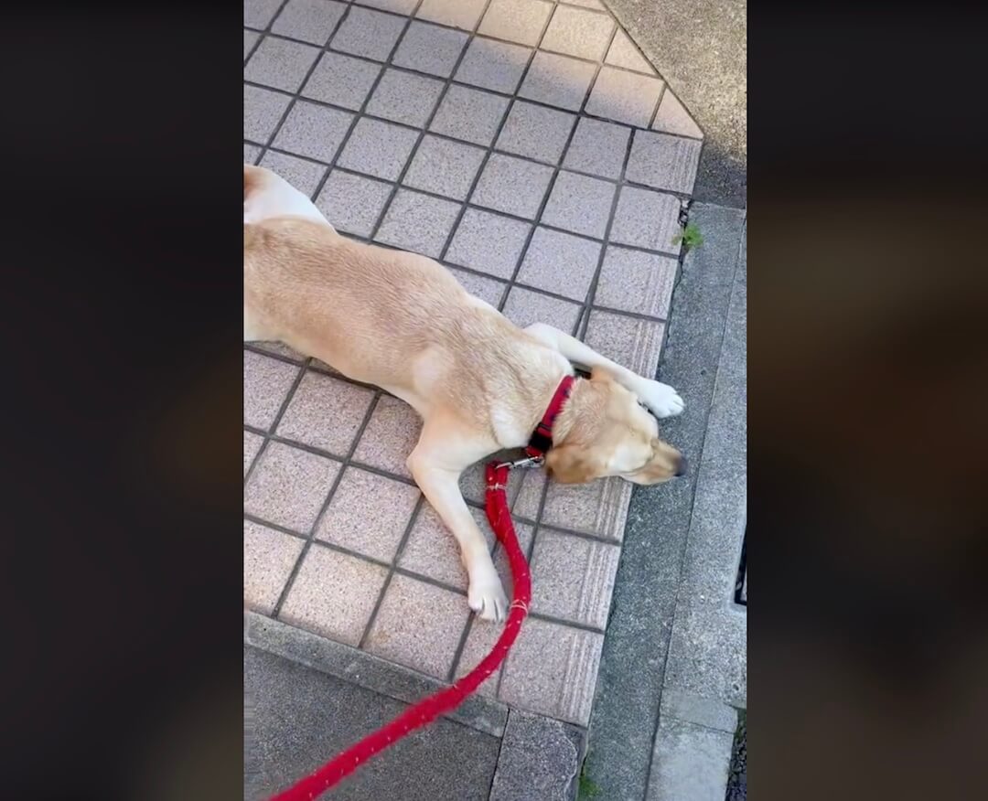 ラブラドールレトリーバー,動画