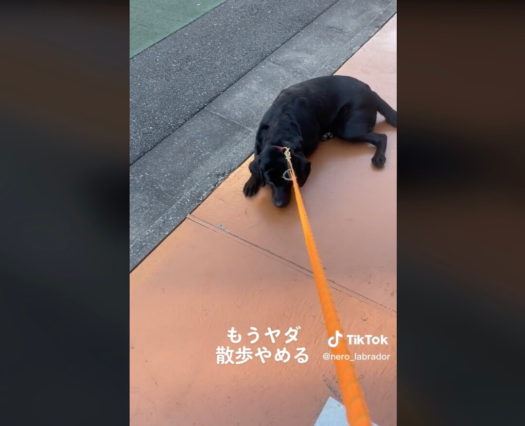 ラブラドールレトリーバー,動画