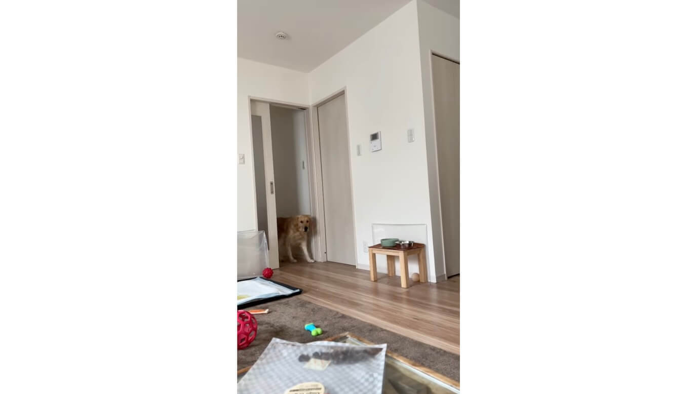 ゴールデンレトリーバー,動画