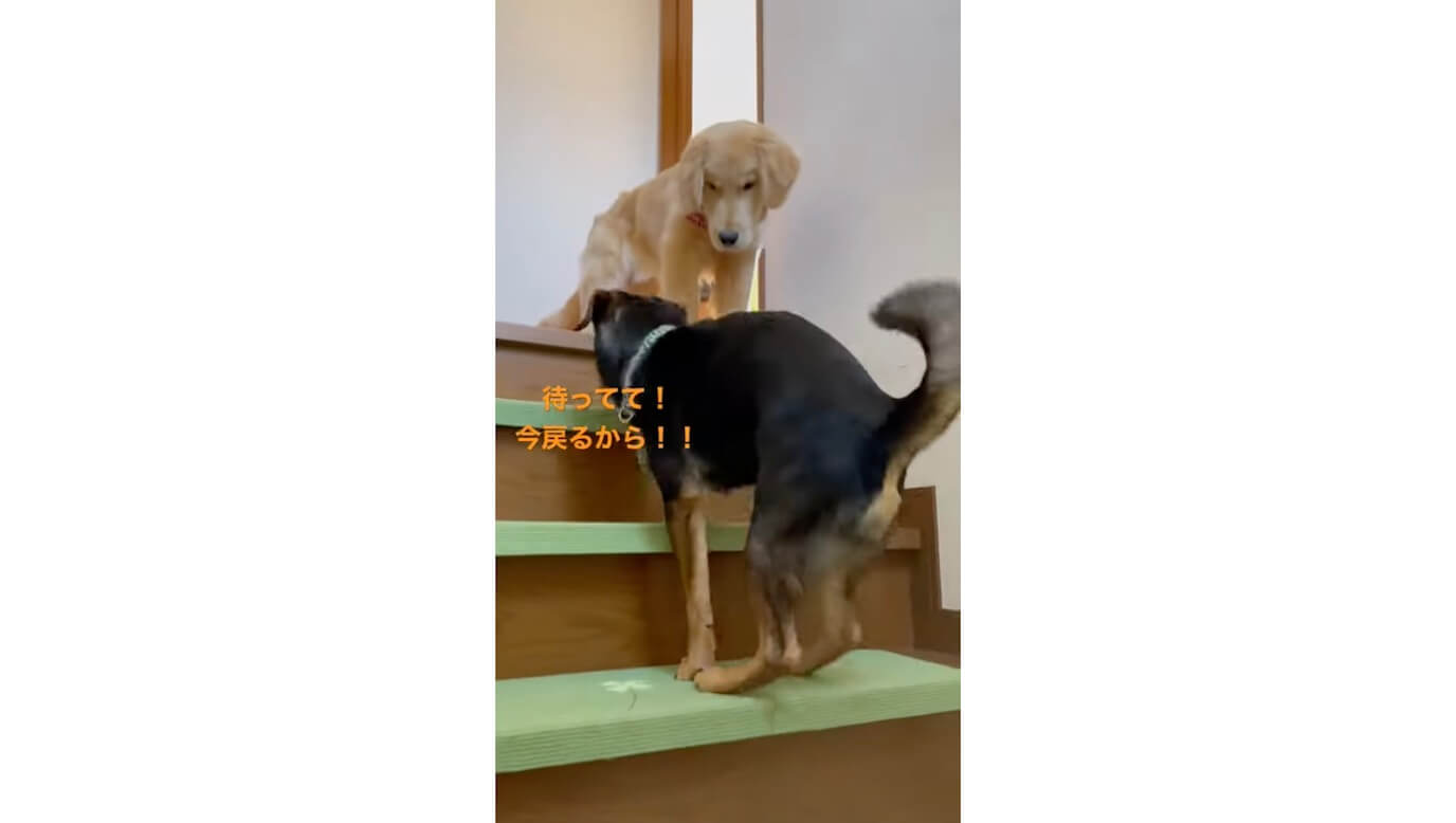 ゴールデンレトリーバー,動画
