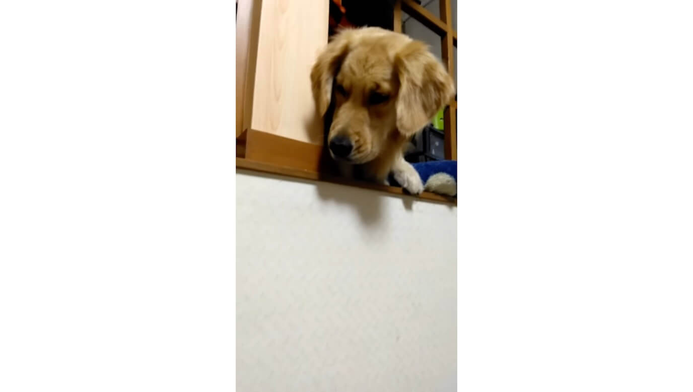 ゴールデンレトリーバー,動画