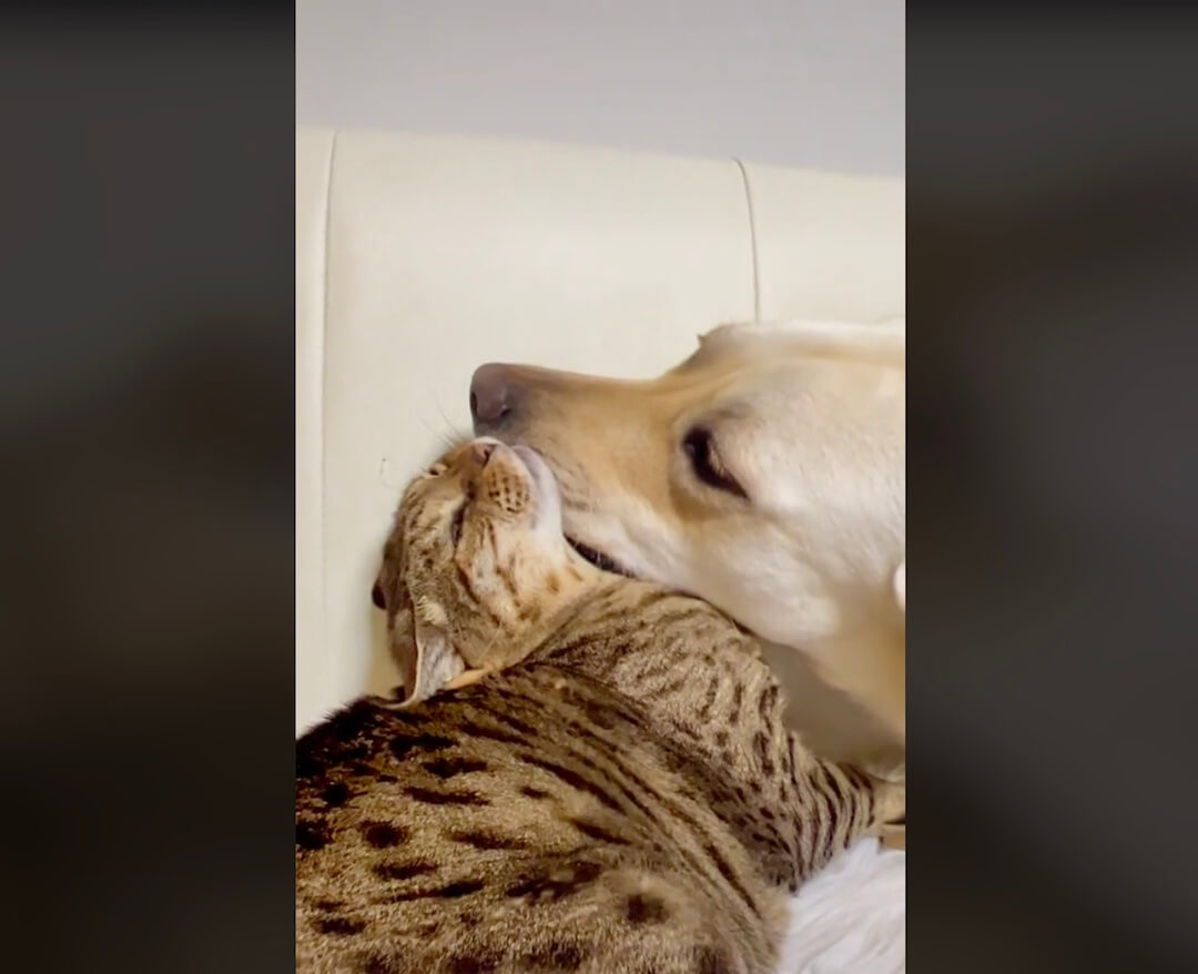 ラブラドールレトリーバー,動画