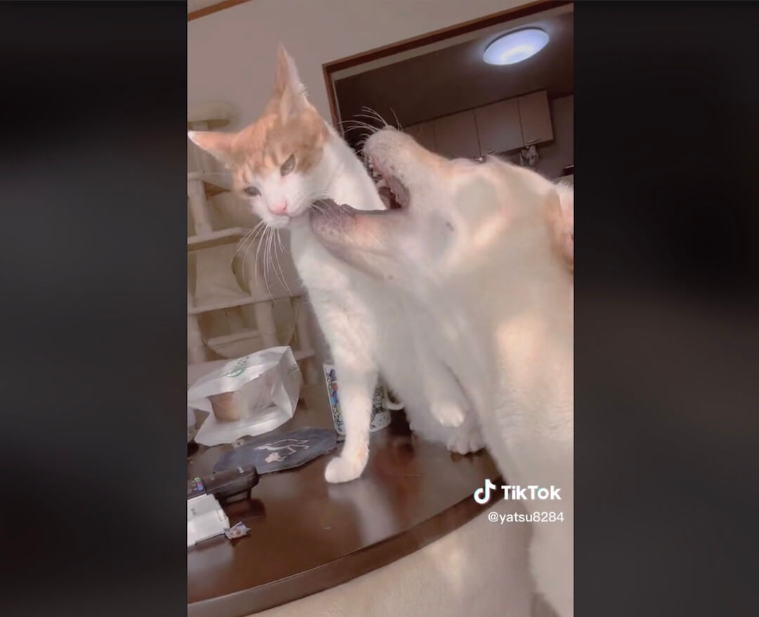 ラブラドールレトリーバー,動画